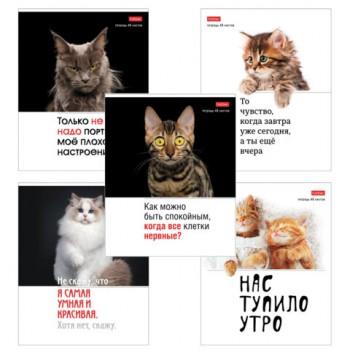 Тетрадь А5 48 л., HATBER скоба, клетка, обложка картон, "Котоюмор" (микс в спайке), 079790, 48Т5В1 - Премиум Сервис