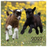 ��������� ��������� ���������� 2027 �., BRAUBERG, 12 ������, 21,4�21,4 ��, ����, "������ ����", 118434 - ������� ������