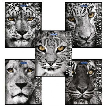 ������� �5, 48 �., BRAUBERG, ������, ������� ������, ����� � ���������, 401810 - ������� ������